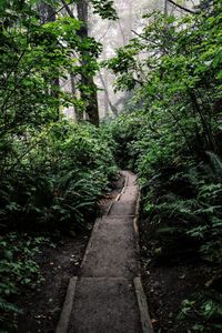 Footpath amidst trees in forest