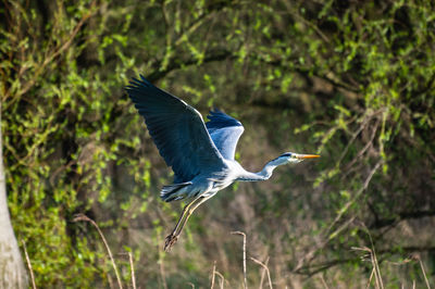 High angle view of gray heron flying