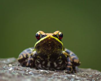 Close-up of frog on rock