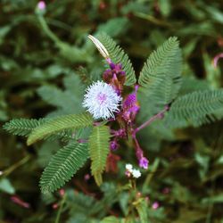 Close-up of flowers blooming outdoors