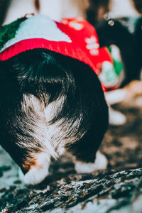 Close-up of dog sticking out tongue