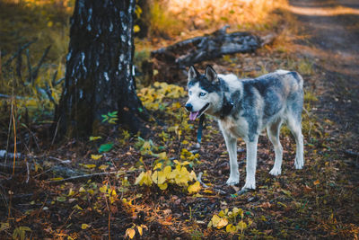 Dog standing on field