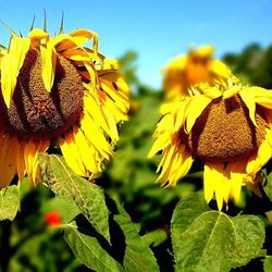 Close-up of sunflower