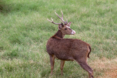 Portrait of deer on field