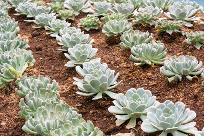 High angle view of succulent plant growing on field