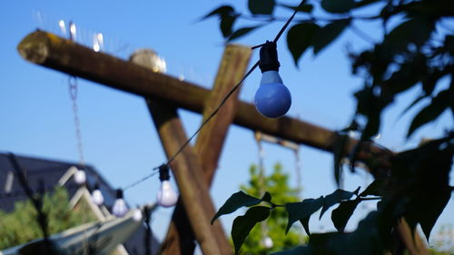 Low angle view of plants hanging on tree against sky