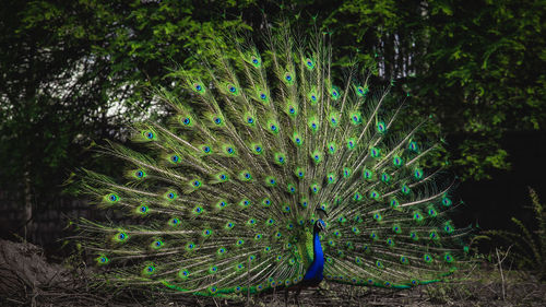 Close-up of peacock