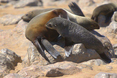 Seals resting on rock at shore