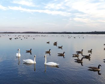 Swans swimming in lake against sky