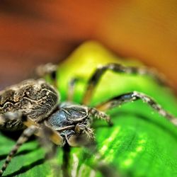 Close-up of spider