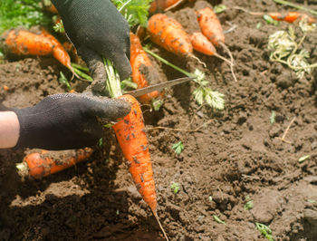Freshly harvested carrots in the hands of a farmer on the field. growing eco-friendly products. 