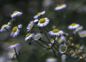 Close-up of purple flowering plant