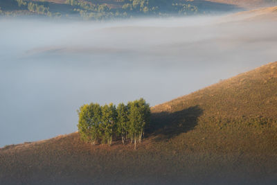 Trees on field against sky