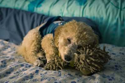 Dog sleeping on bed at home