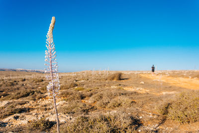 Scenic view of landscape against clear sky