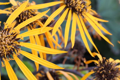 Close-up of yellow flower blooming outdoors