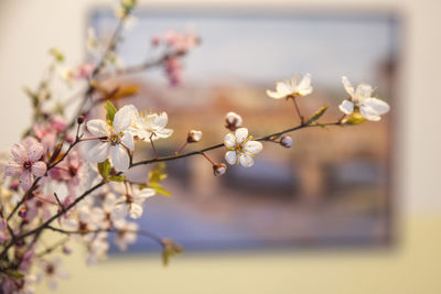 Close-up of cherry blossoms in spring