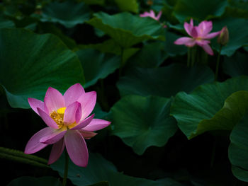 Close-up of lotus water lily in pond