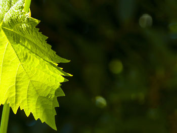 Close-up of fresh green plant