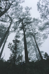 Low angle view of trees in forest against sky