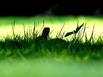 Surface level of grass on field