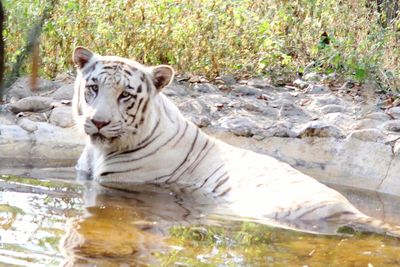 Close-up of lion in water