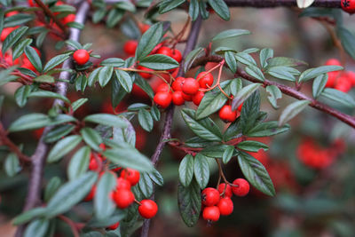 Close-up of red berries