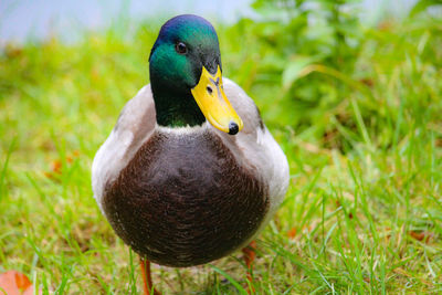 Close-up of mallard duck on field