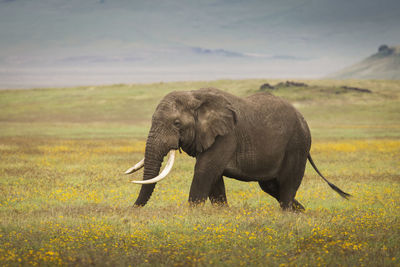 Elephant in a field