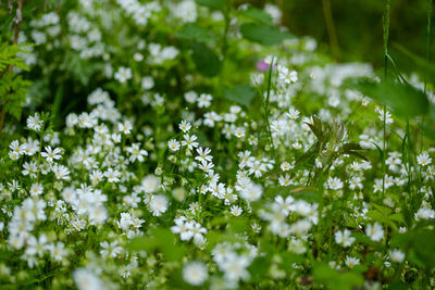 Close-up of white flowering plants on field
