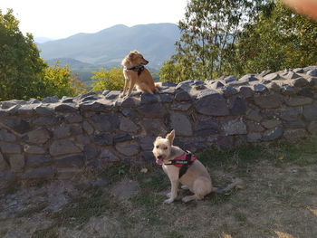 Woman with dog sitting on wall