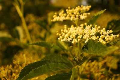 Close-up of yellow flowering plant