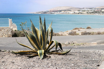 Close-up of succulent plant at beach against sky