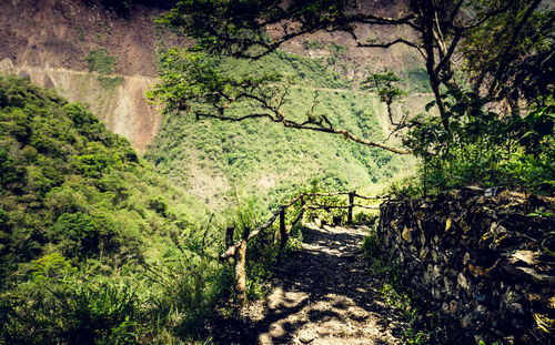 Footpath amidst trees in forest