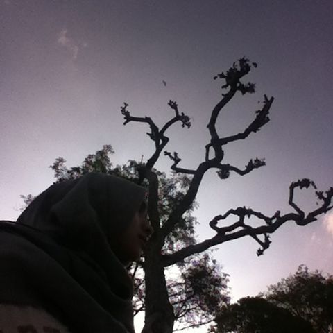 low angle view, tree, sky, branch, silhouette, bare tree, clear sky, outdoors, day, close-up, dusk, nature, statue, sunlight, no people, built structure, sculpture, cloud, building exterior, focus on foreground