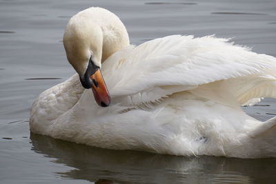 White swan preening in lake