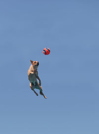 Low angle view of dog and ball in mid-air against blue sky