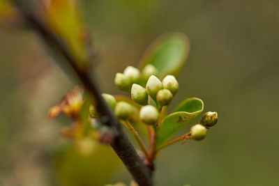 Close-up of flower buds growing outdoors