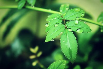 Close-up of water drops on plant leaves