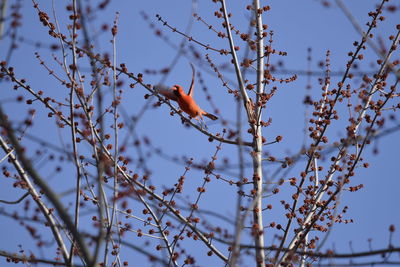 Low angle view of bird perching on branch