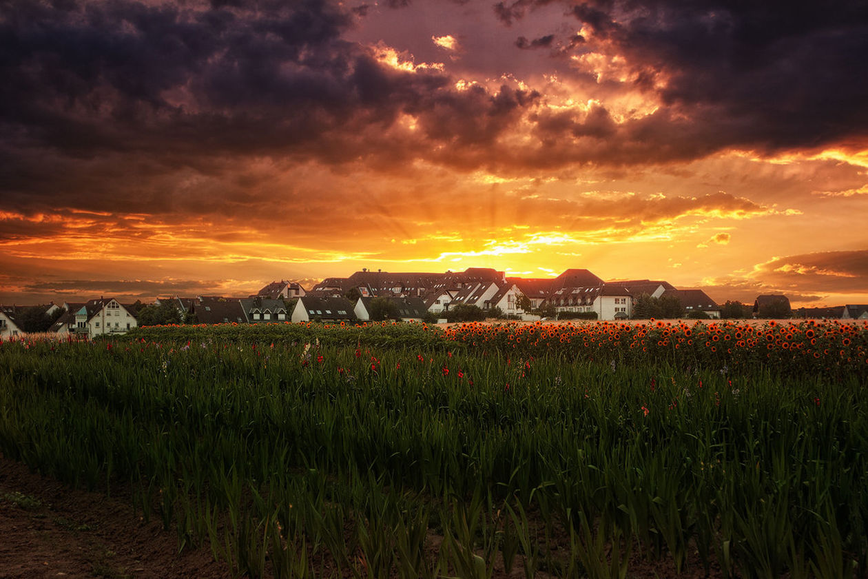 sunset, sky, cloud - sky, landscape, field, beauty in nature, tranquil scene, orange color, scenics, rural scene, nature, tranquility, agriculture, cloudy, farm, growth, dramatic sky, idyllic, plant, cloud