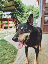 Close-up of dog looking away