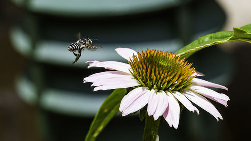 Close-up of insect on flower