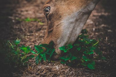 Close-up of mammal grazing on field