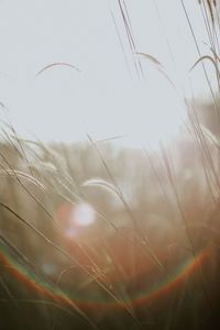 Close-up of wheat plants against the sky