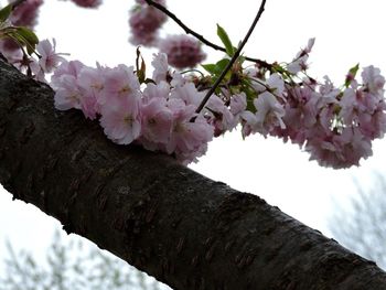 Low angle view of pink flowers blooming on tree