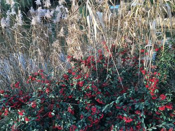 Close-up of plants