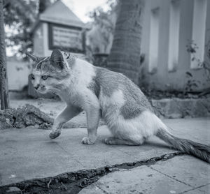 Cat sitting in a building