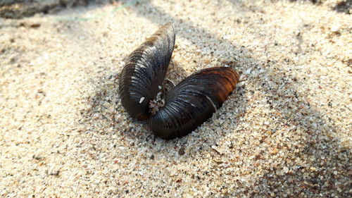 High angle view of crab on sand