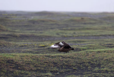 Predator bird, great skua flying in iceland